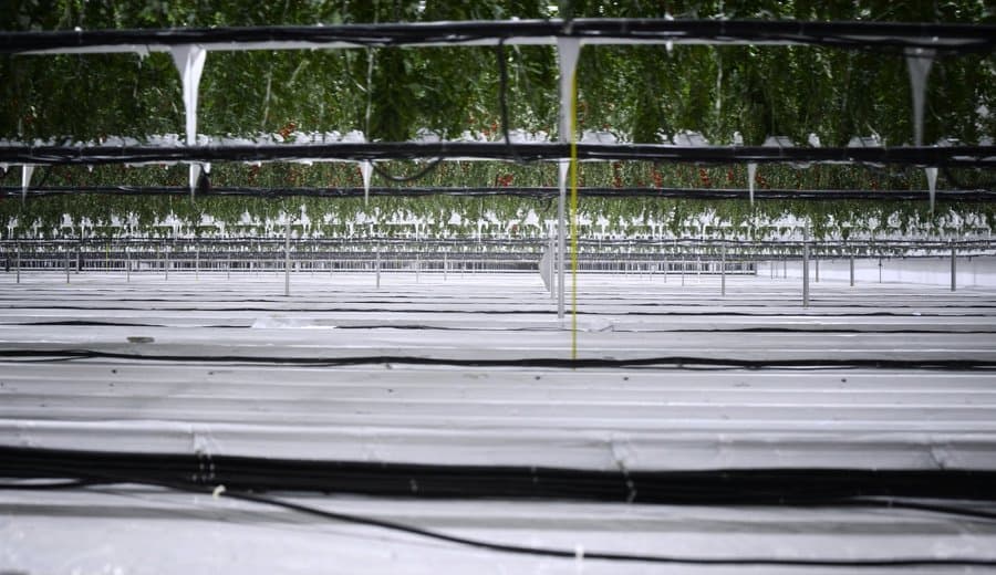 Invernadero industrial de Almería con tomates verdes