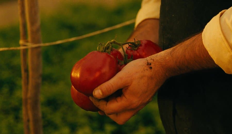 Cosecha a mano de tomates maduros en una finca de la red Origen Tu Campo cerca de Madrid — frutos irregulares, rojos, con el peso real de semanas de sol