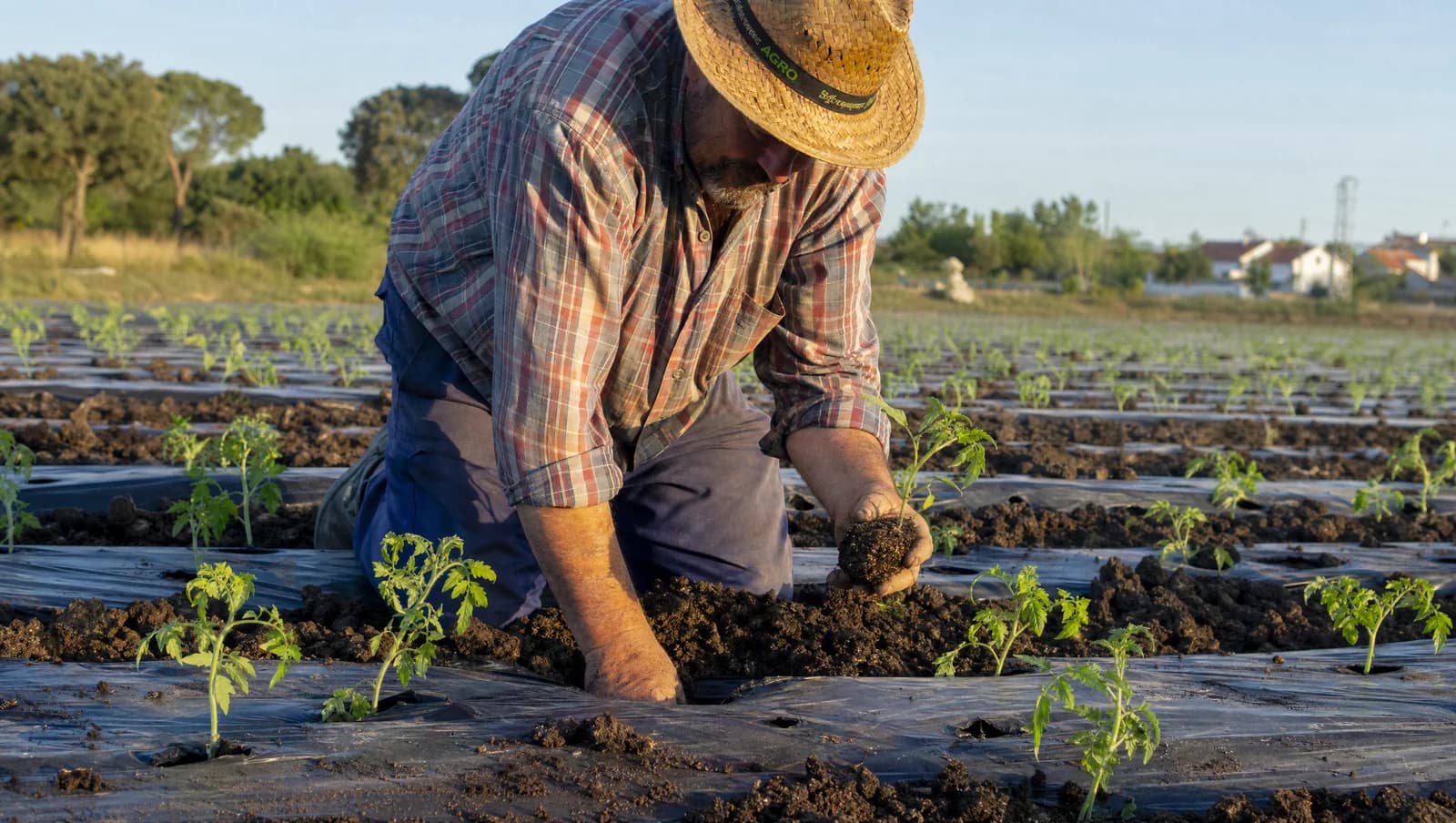 Qué plantar en mayo en la huerta española