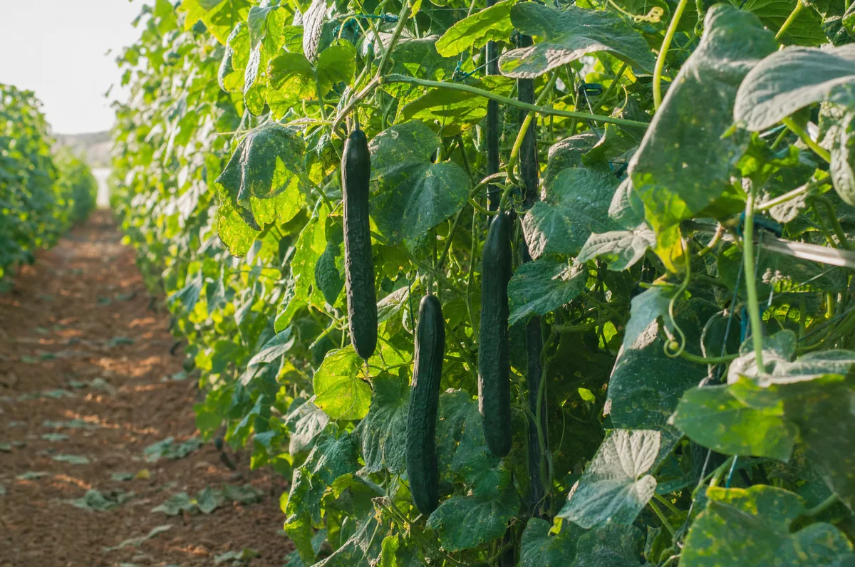 Pepinos cultivados en espaldera en una finca de la red Origen Tu Campo cerca de Aranjuez