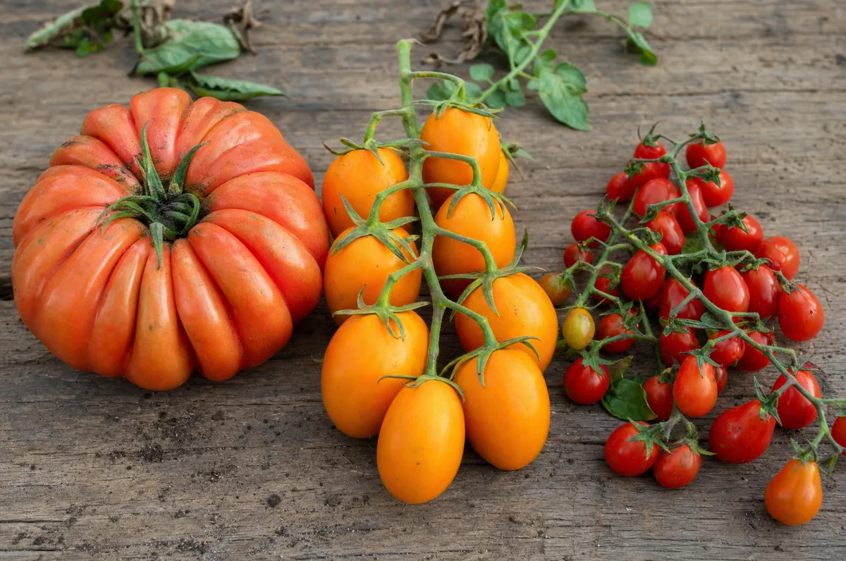 Tres variedades de tomate español sobre mesa de madera: Raf de Almería, Rama canario y Cherry pera
